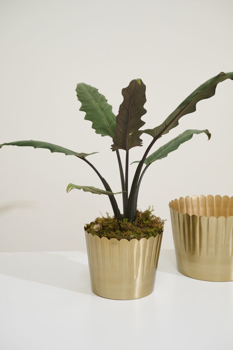 Delicata Pot
