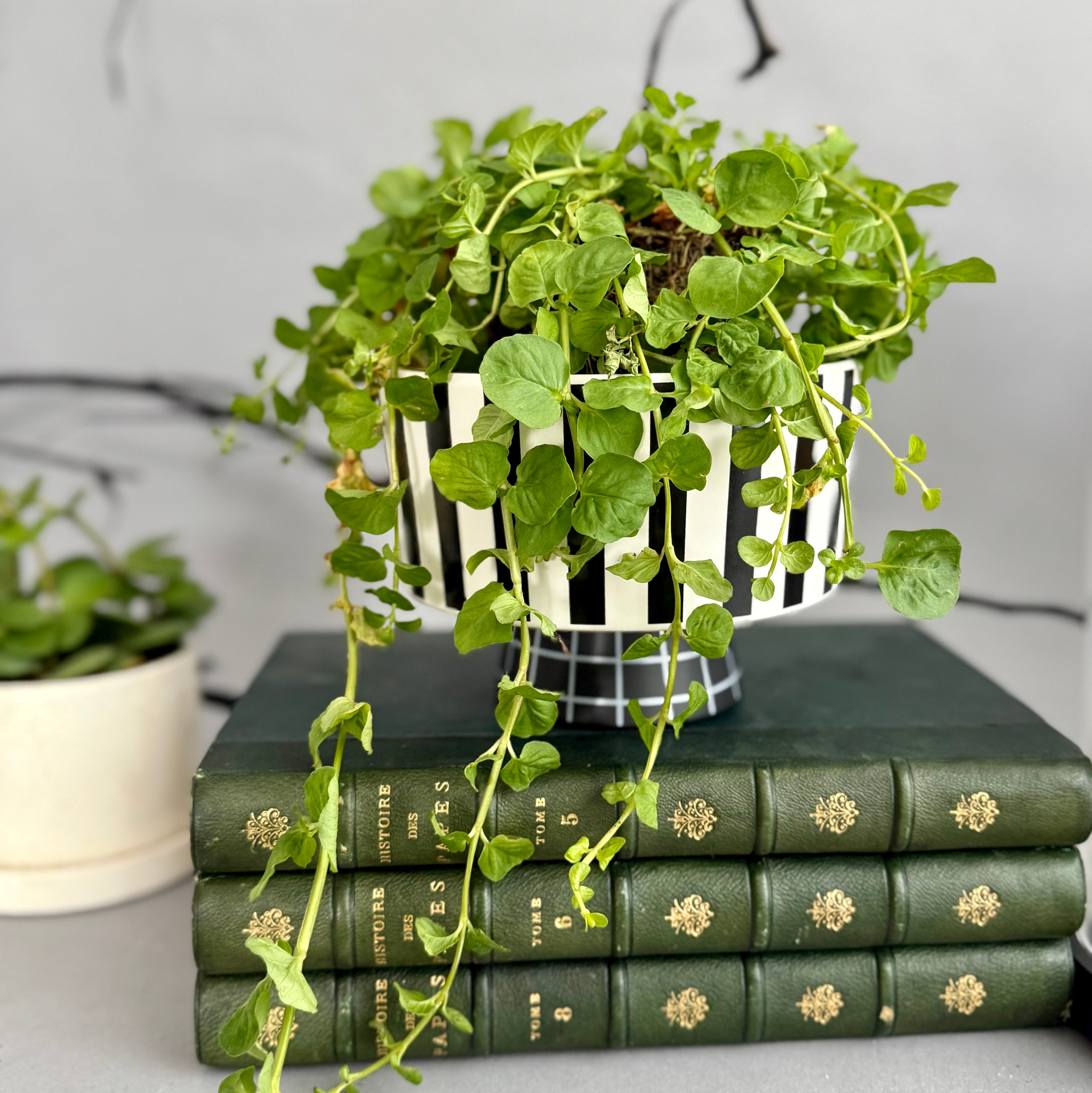 Lydia Compote