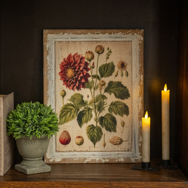 Pink Dahlia Botanical Print