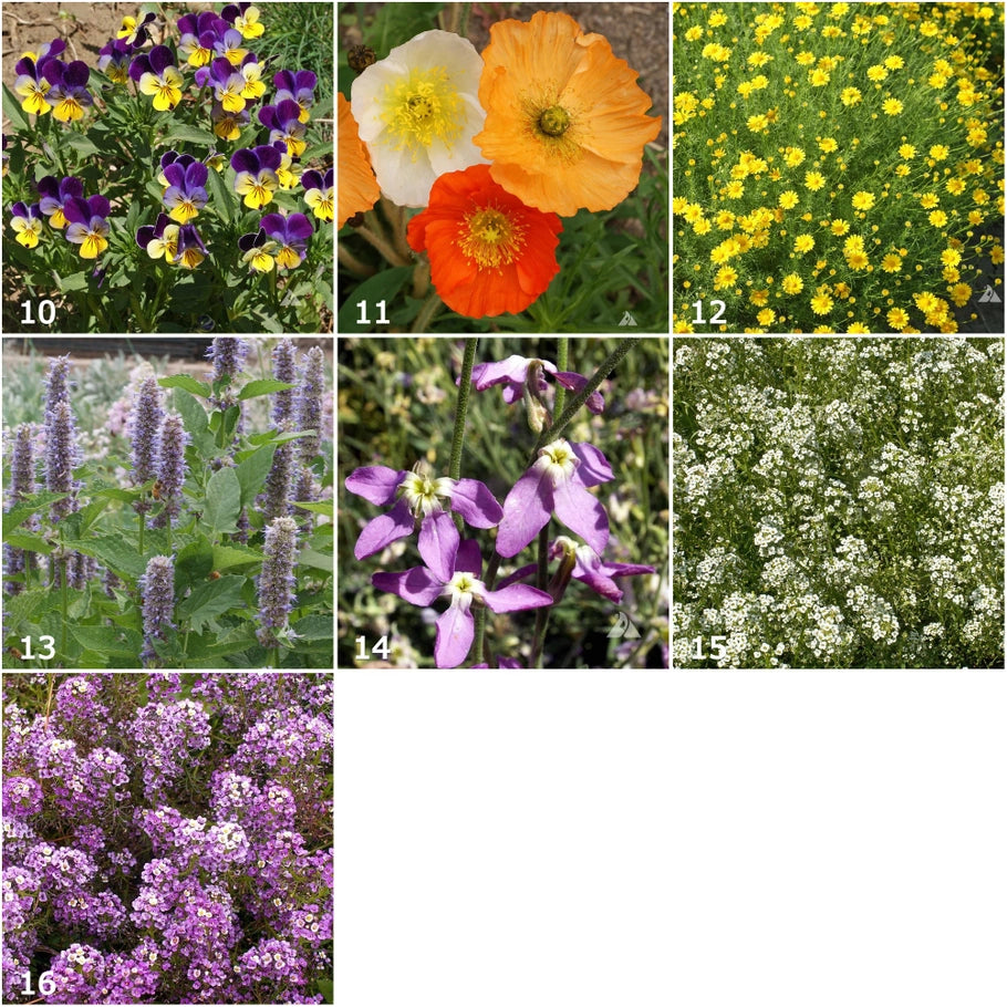 Scatter Garden - Fragrant Flower