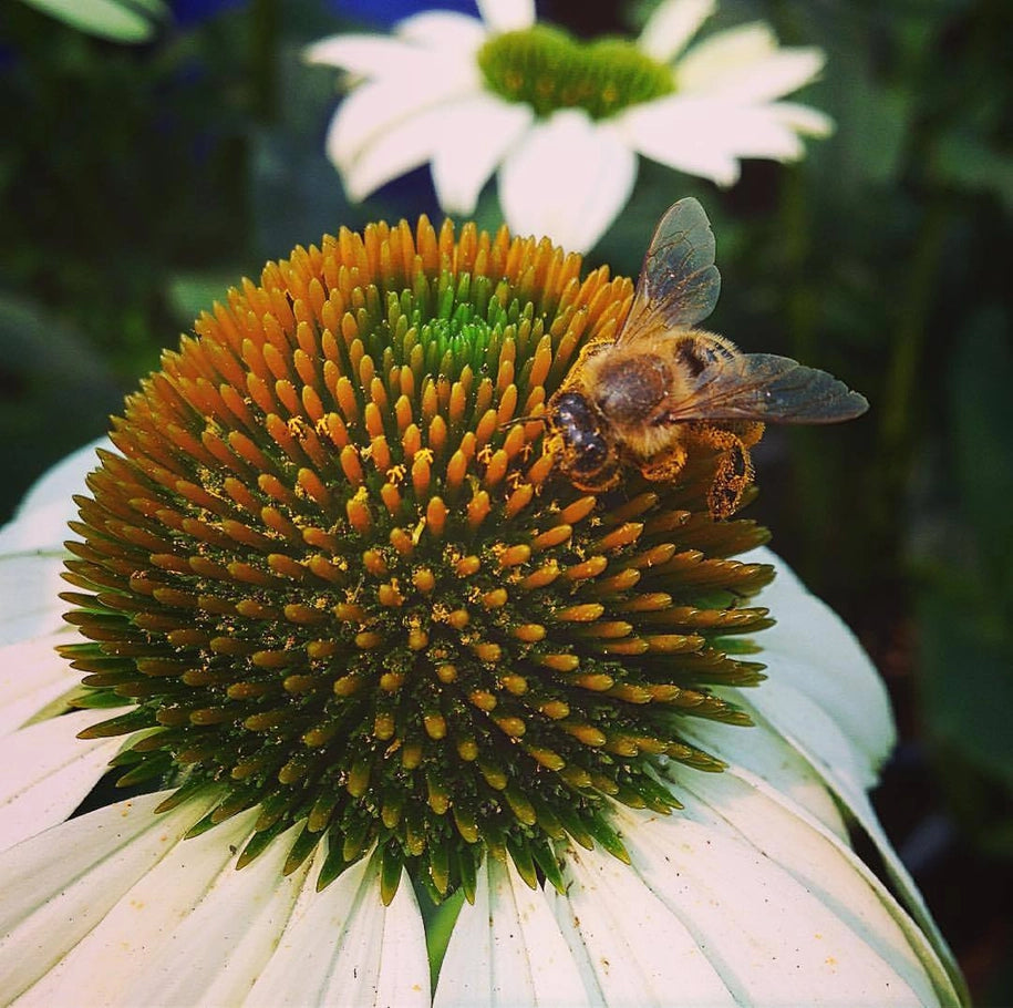 Scatter Garden - Honeybee