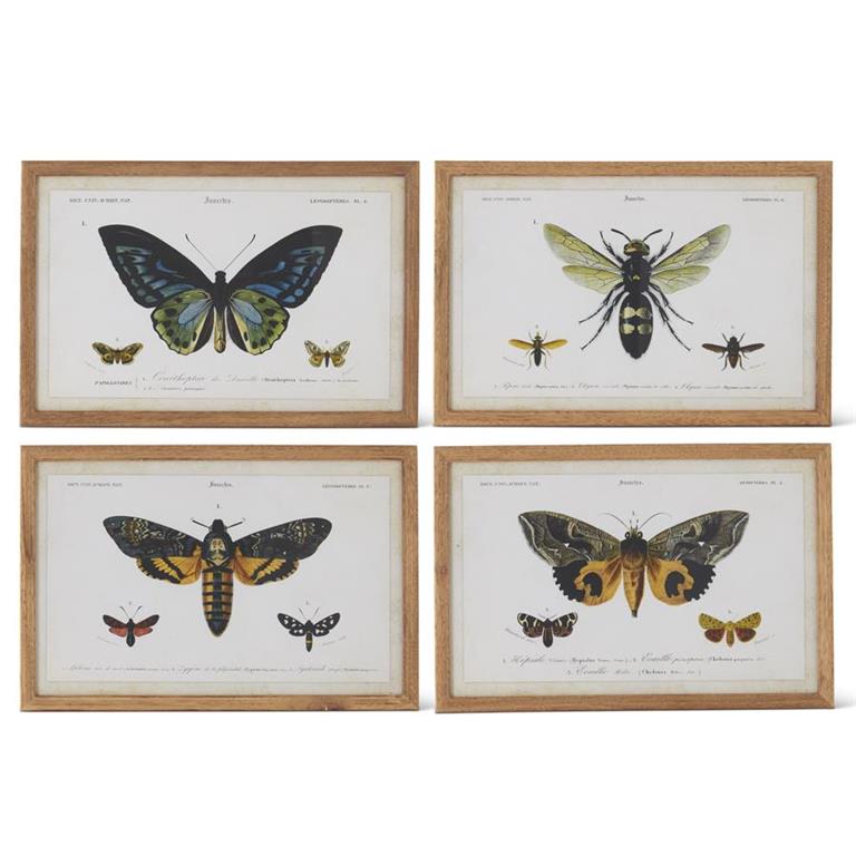 Wood Framed Insect Print | Jolley's Corner