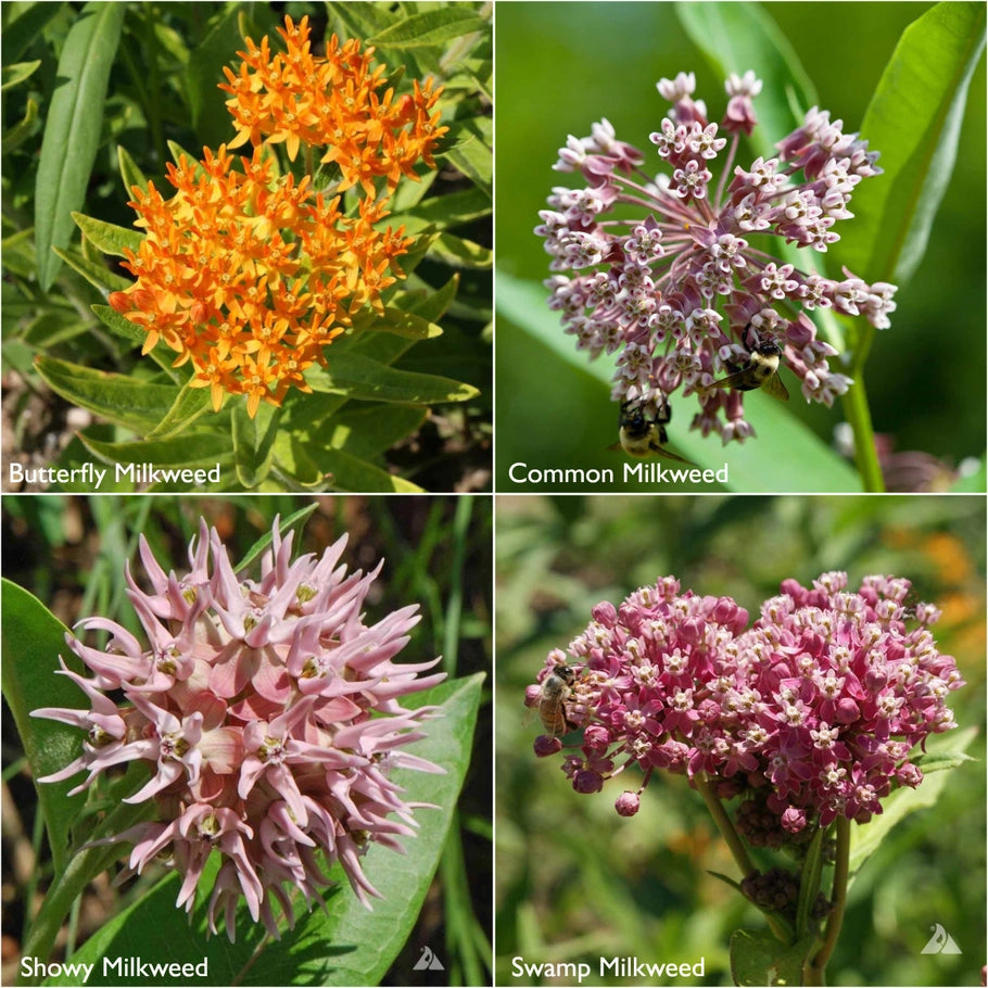 Scatter Garden - Monarch Milkweed & Flower Garden
