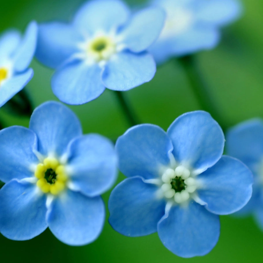 Garden Sprinkles - Forget-Me-Not