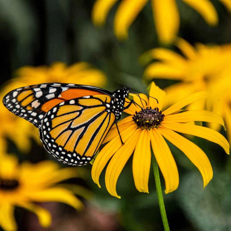 Scatter Garden - Monarch Milkweed & Flower Garden