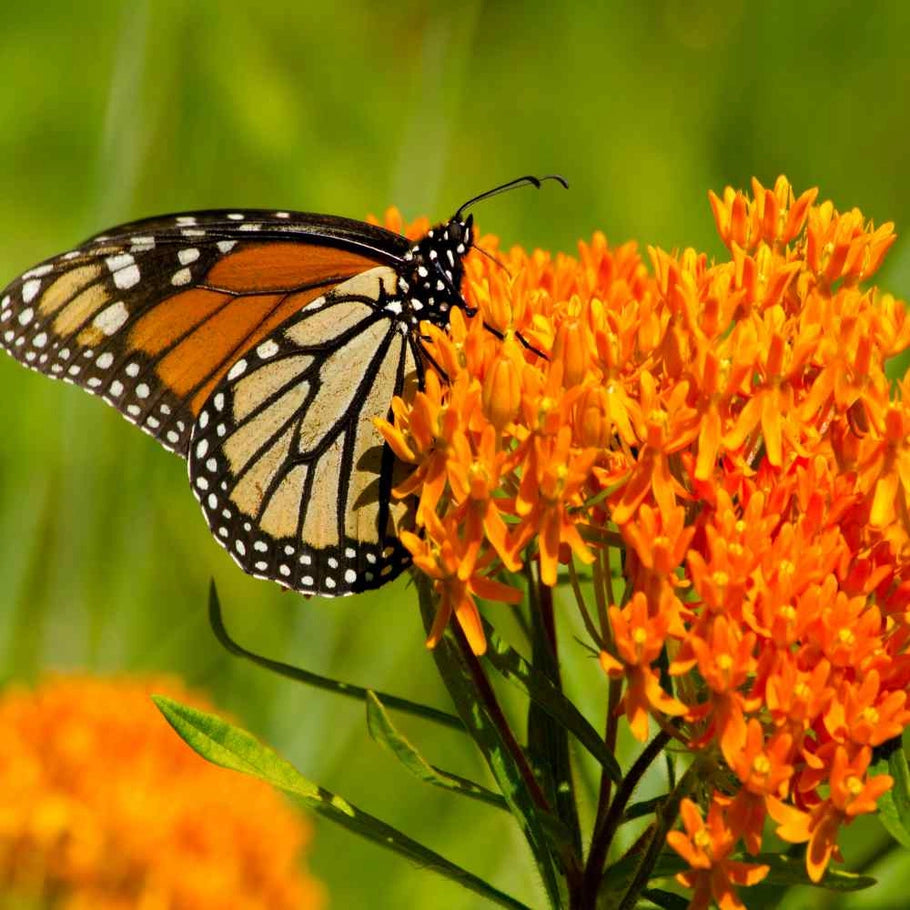 Scatter Garden - Monarch Milkweed & Flower Garden