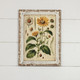 Yellow Daisy Botanical Print