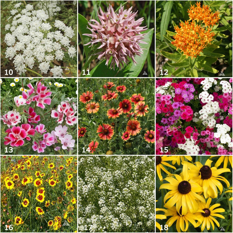 Scatter Garden - Butterfly Habitat