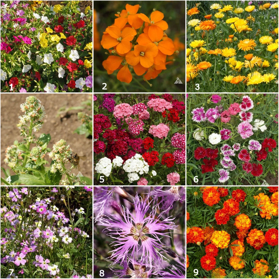 Scatter Garden - Fragrant Flower