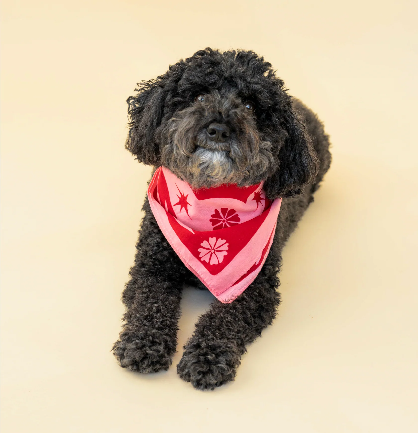 Happiness Bandanas